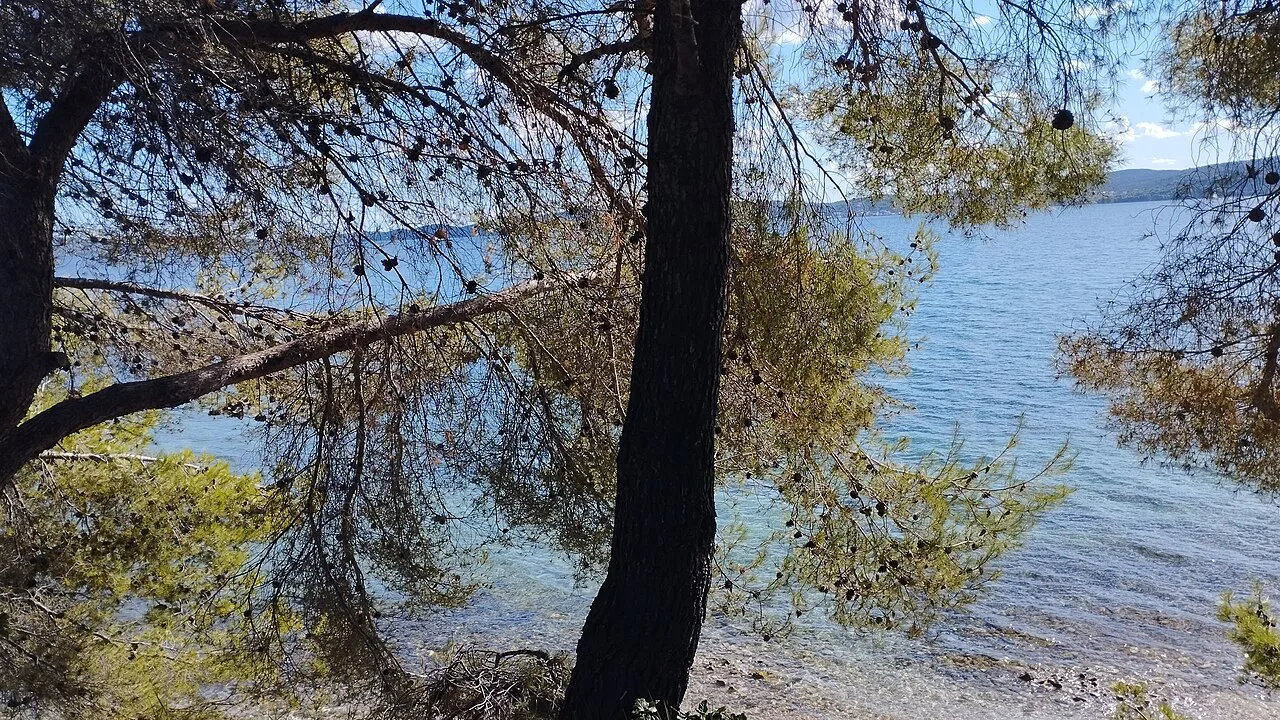 Pine trees framing the sea at Arbanasi in Zadar