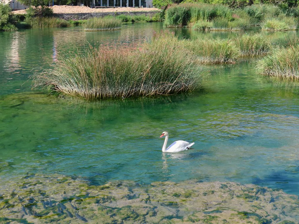 A swan on the clear water of the Krka River in Krka National Park.