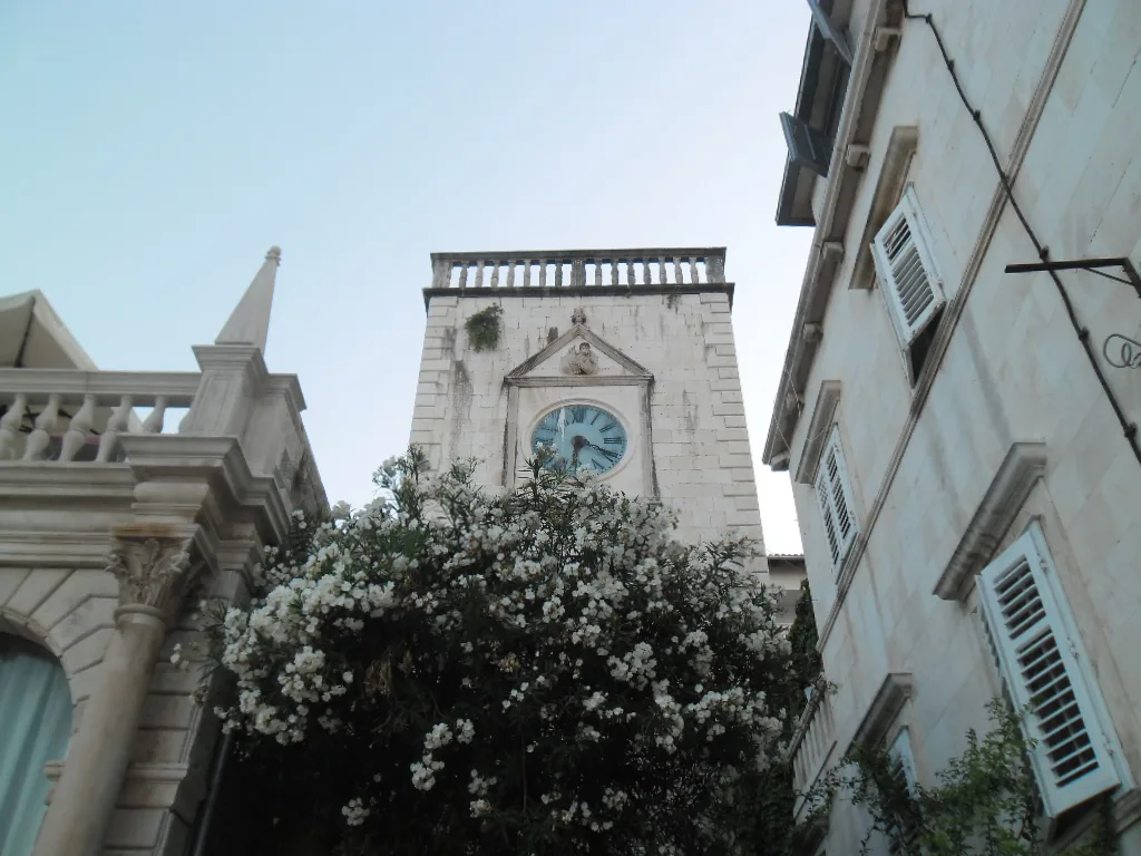 The town clock tower rising behind a flowering tree in Hvar Town.