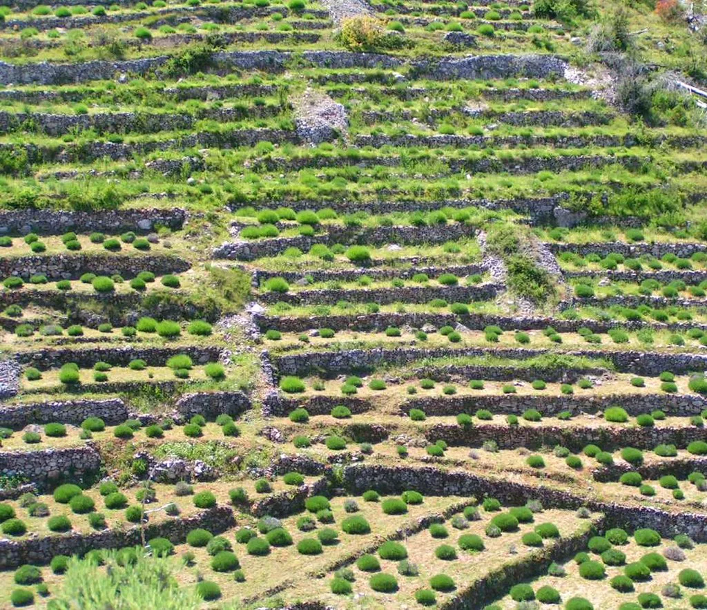 Terraced lavender fields divided by stone walls on the island of Hvar.