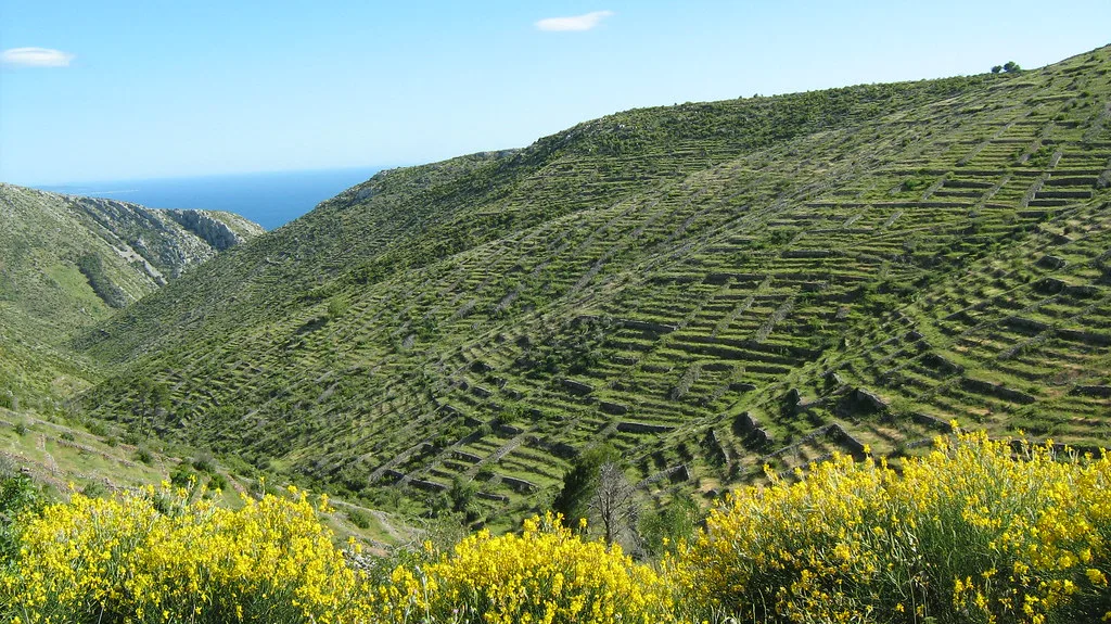 Terraced lavender fields on a hillside on Hvar in early June