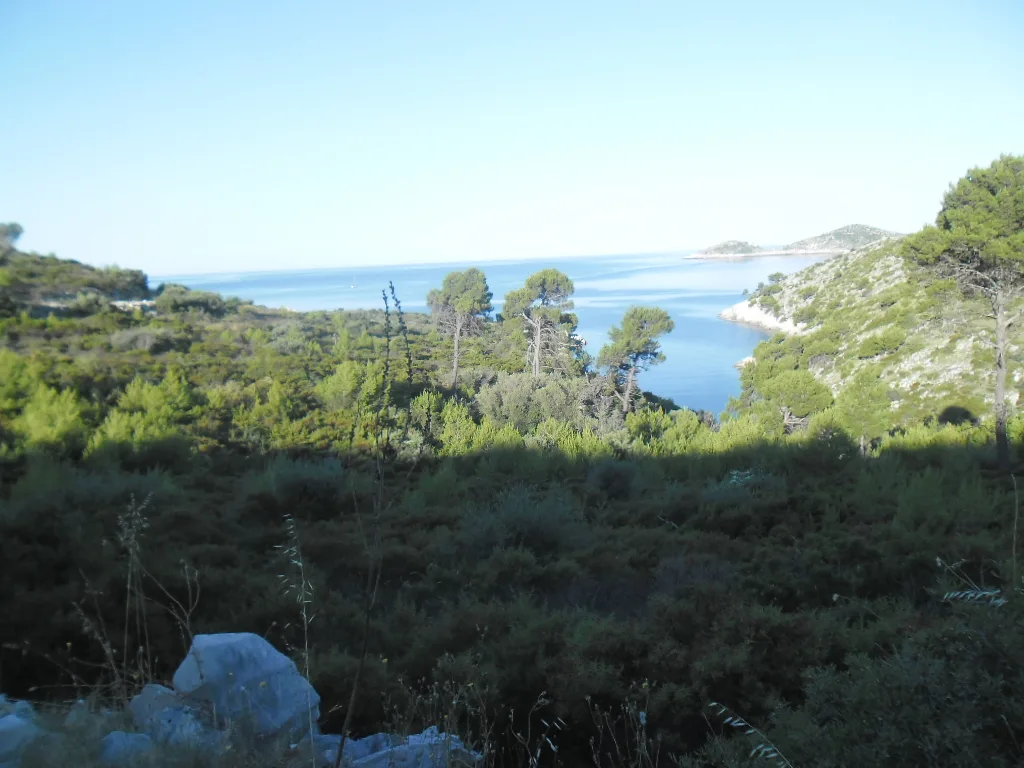 Pine woods sloping down to the sea on the island of Lastovo.