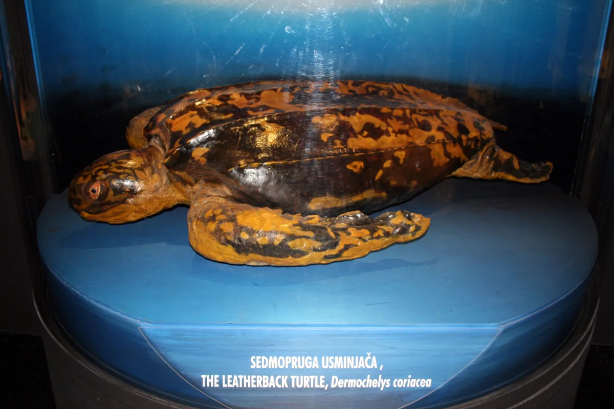 A leatherback turtle specimen on display at the Natural History Museum Rijeka
