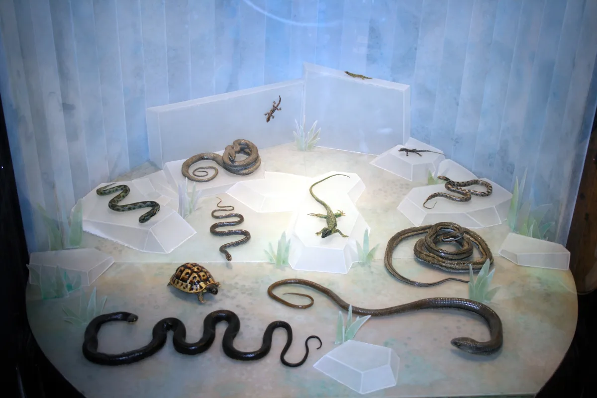 Snakes and lizards from the Rijeka area on display at the Natural History Museum