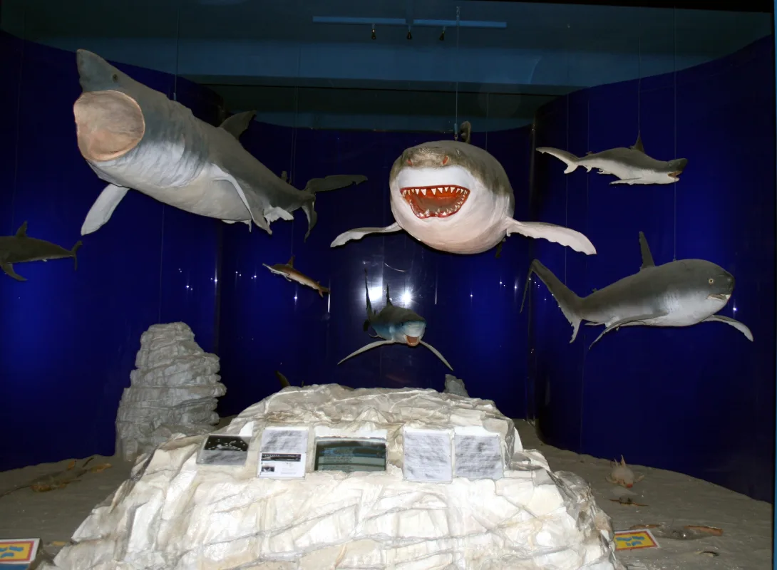 Model sharks in a marine display at the Natural History Museum in Rijeka.