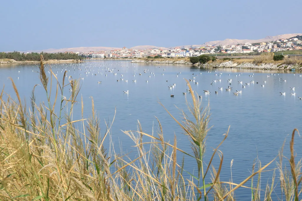 Reeds and a lagoon in front of the houses of Pag town, Zadar