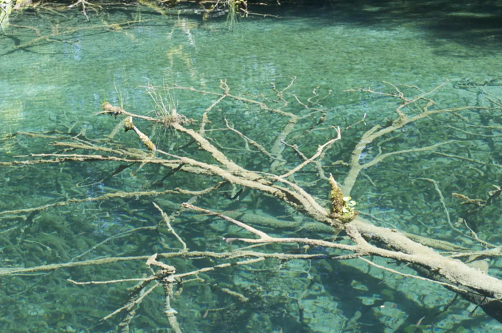A fallen tree lying in clear turquoise water at Plitvice Lakes National Park