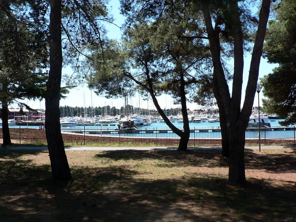 Pine trees shading the shore beside a marina north of Poreč