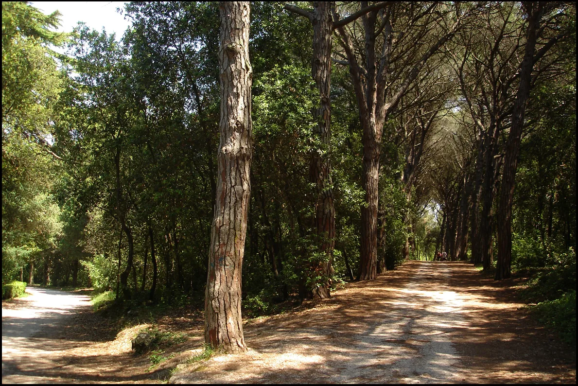 A path through tall pine woodland on the coast at Rovinj