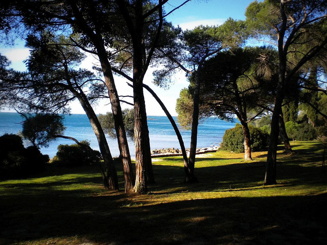 Pine trees shading a grassy shore beside the sea in Rovinj