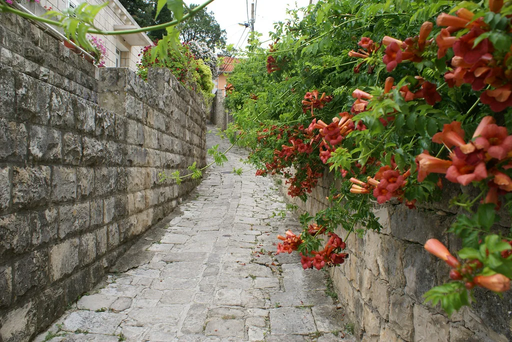 A narrow stone lane lined with red flowers in Cavtat.