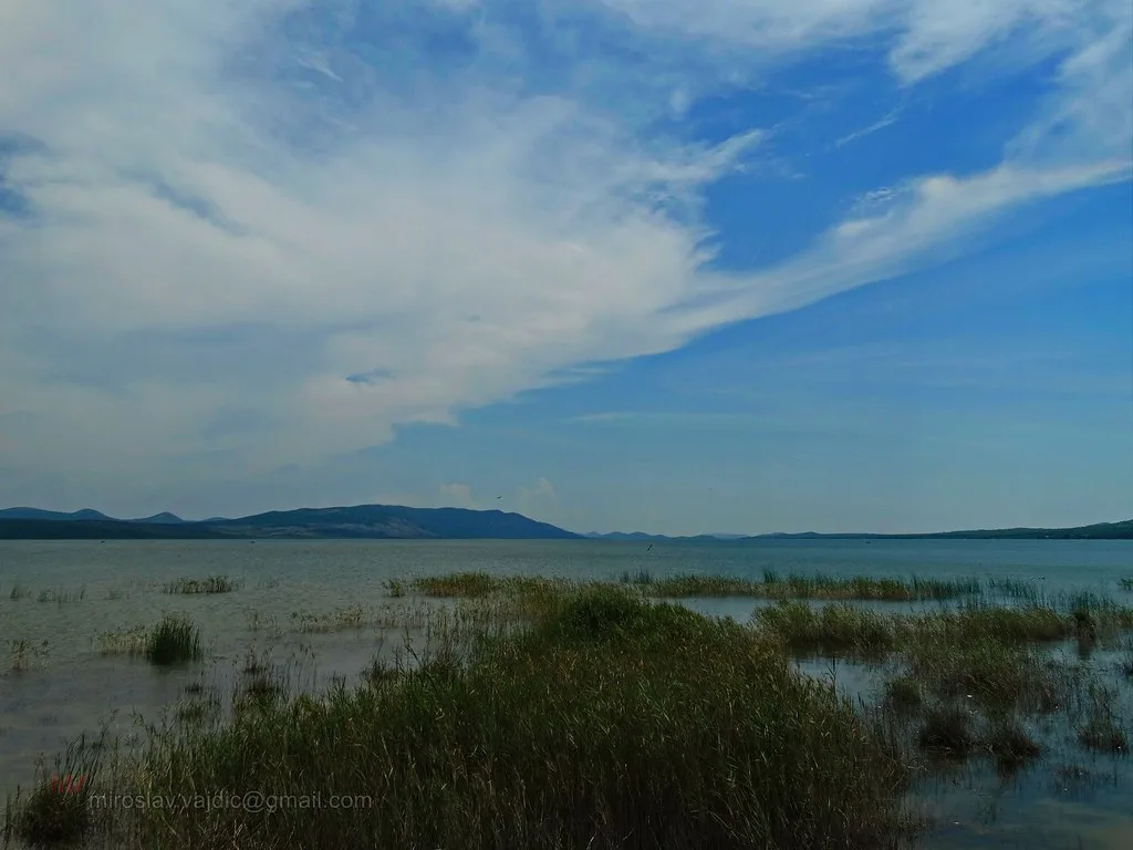 Reed beds along the shore of Vransko Lake Nature Park, Croatia