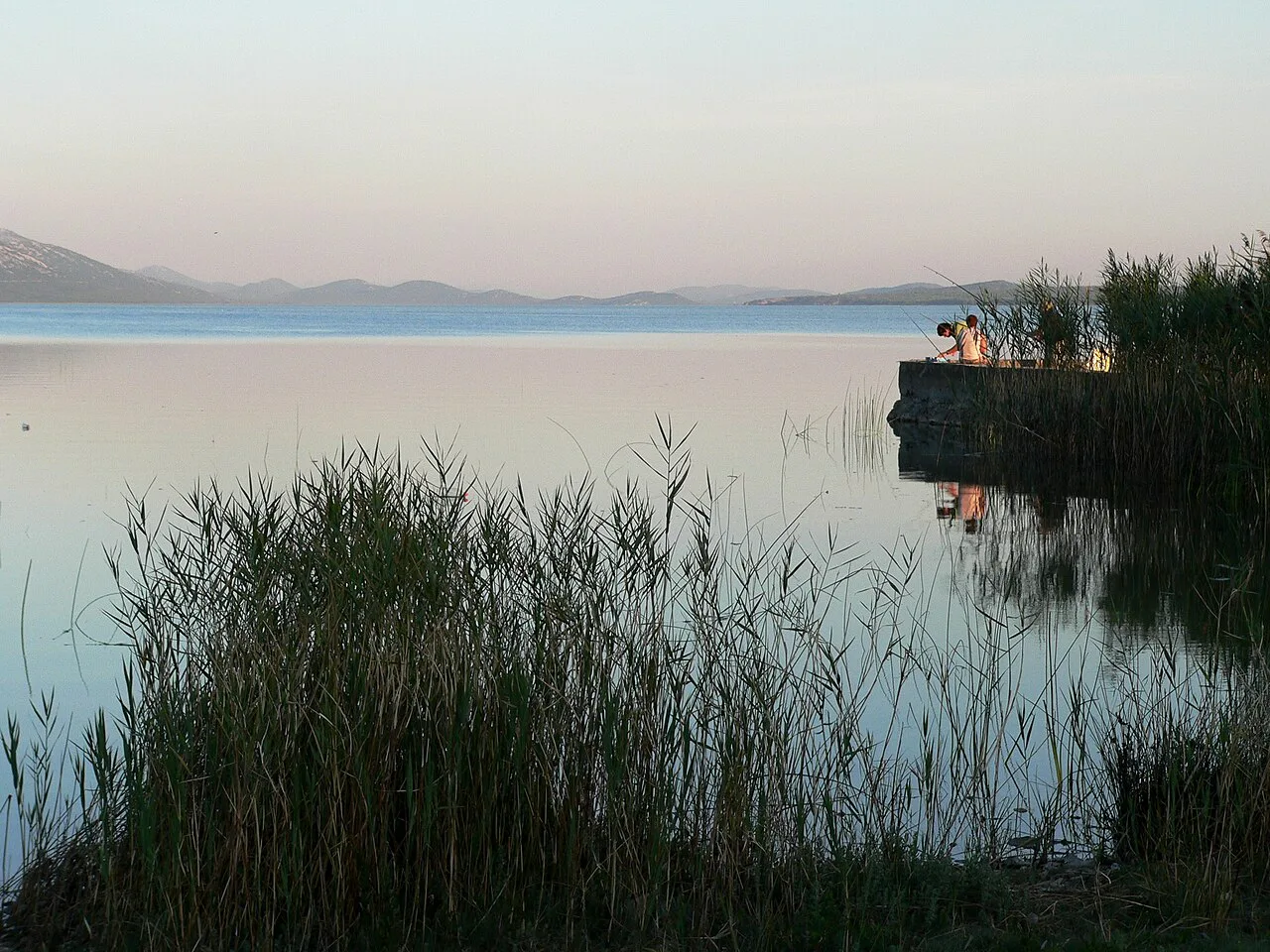 Reeds along the shore of Lake Vrana near Biograd, Croatia