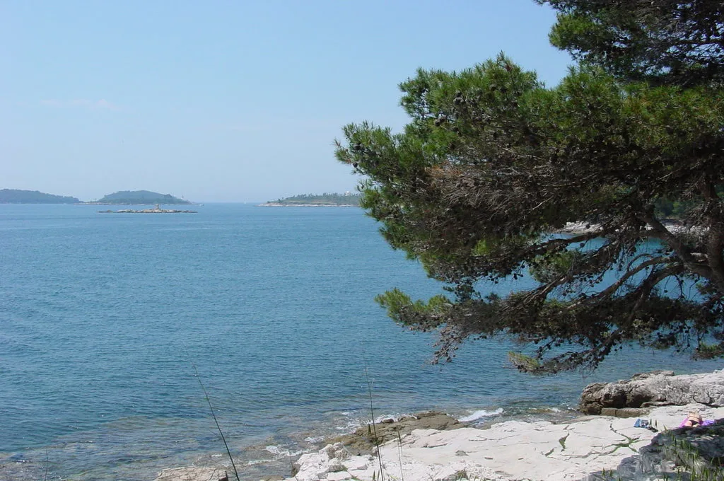 Pine trees and rocky shoreline overlooking the sea in Zlatni Rt park near Rovinj.